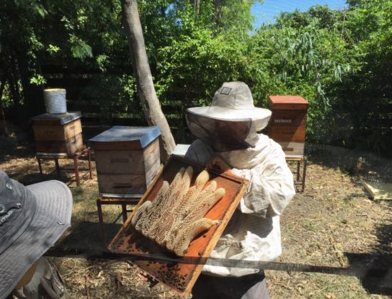 Jacqueline Hoarau, apicultrice
